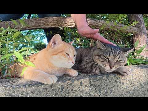 太ったキジトラ猫と美猫の茶トラ猫のカップルが仲良く夕日を眺める(YouTube)