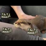 カワウソがウトウトしながら眠そうになる瞬間！ The moment an otter becomes sleepy!(YouTube)