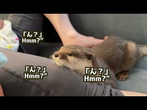 カワウソがウトウトしながら眠そうになる瞬間！ The moment an otter becomes sleepy!(YouTube)