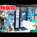 【爬虫類ブリーダー必見】ずっと不可能だろうと諦めていた事だったけど可能性を信じて動物病院に行ってきました(YouTube)