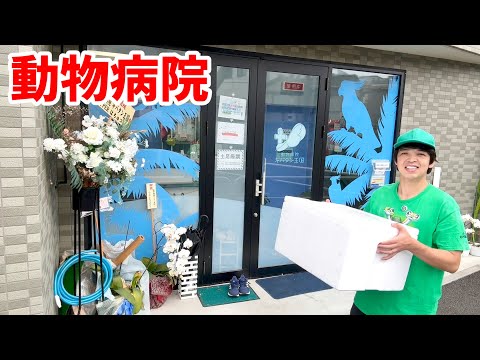 【爬虫類ブリーダー必見】ずっと不可能だろうと諦めていた事だったけど可能性を信じて動物病院に行ってきました(YouTube)