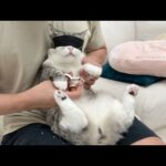 爪切りが大嫌いな猫に目隠ししてみたら反応が可愛すぎました…(YouTube)
