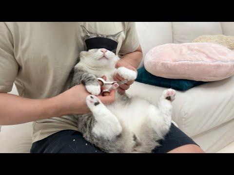 爪切りが大嫌いな猫に目隠ししてみたら反応が可愛すぎました…(YouTube)