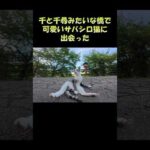 千と千尋みたいな橋で可愛いサバシロ猫に出会った #猫 #cat #ねこ(YouTube)