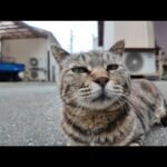 まさかの展開！猫島の路地裏で出会った猫、ちゅーる拒否！？😿💥(YouTube)