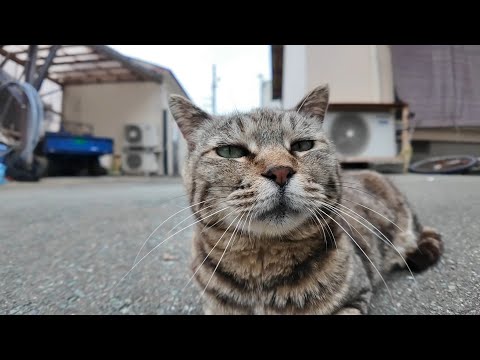 まさかの展開！猫島の路地裏で出会った猫、ちゅーる拒否！？😿💥(YouTube)