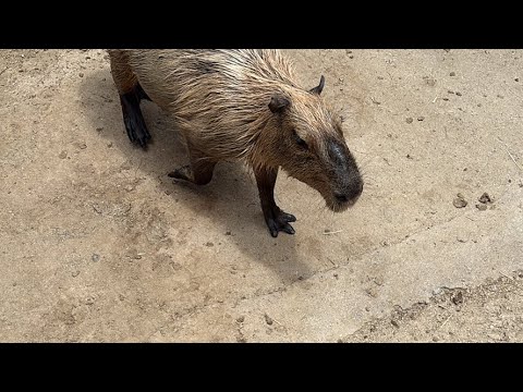 全国大会‼︎ カピバラのスイカ早食い対決🍉🍉(YouTube)