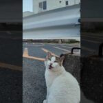 夕方のフェリー乗り場でよく喋る猫ちゃんをナデナデしてきた(YouTube)
