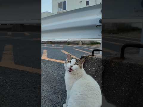 夕方のフェリー乗り場でよく喋る猫ちゃんをナデナデしてきた(YouTube)