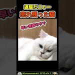 早い者勝ちアピールをする猫😂 【退屈猫】#猫 #cat(YouTube)