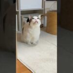 ハッ、ハッ、ハクション(YouTube)