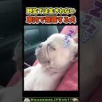 野生では生きられない犬😂【爆睡犬】 #犬 #dog #puppy(YouTube)