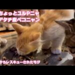 まだちょっとユルPニャ  でもアタチ腹ペコニャン  泥の中からレスキューされたモグ    2025 07 29 1(YouTube)