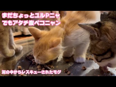 まだちょっとユルPニャ  でもアタチ腹ペコニャン  泥の中からレスキューされたモグ    2025 07 29 1(YouTube)