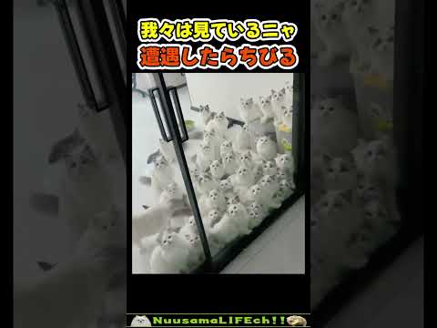大量の猫が目を光らせるとこうなるw😂 【暗闇ネコ】#猫(YouTube)