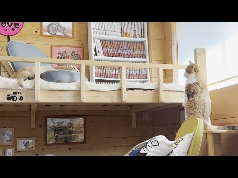 お茶目なひのきのことが気になって仕方がない猫(YouTube)