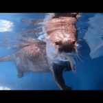 水中でのお魚キャッチがうますぎるカワウソ！ An otter is too good at catching fish in the water!(YouTube)
