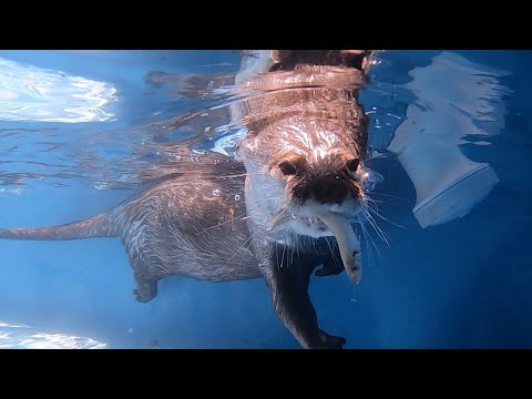 水中でのお魚キャッチがうますぎるカワウソ！ An otter is too good at catching fish in the water!(YouTube)