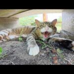 甘えん坊の茶シロ猫と怒りん坊のキジシロ猫(YouTube)