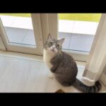猛暑で外に出れないのにお散歩したくてずっと待ってる猫が可愛すぎました…(YouTube)
