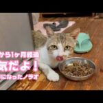 左前脚切断手術から1ヶ月経過  元気だよ！  ノラオ   2025 07 06 2(YouTube)