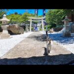 神社でちょっと休憩…と思ったら猫がモフられに来て癒された(YouTube)