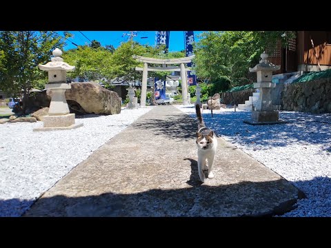 神社でちょっと休憩…と思ったら猫がモフられに来て癒された(YouTube)