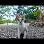 旅先で立ち寄った神社で出会った子猫がかわいすぎた(YouTube)
