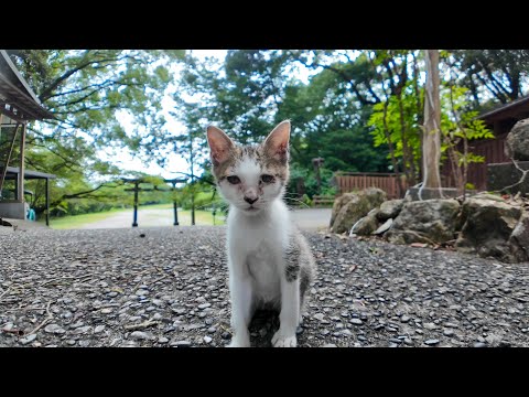 旅先で立ち寄った神社で出会った子猫がかわいすぎた(YouTube)
