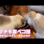 アタチも腹ペコ団ニャリ  泥の中からレスキューされたモグ   2025 07 18 1(YouTube)