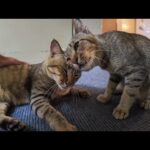 【猫ホテル】4階の大浴場前で猫発見！まるでお風呂待ちしてるみたいで可愛すぎる🐾💕(YouTube)