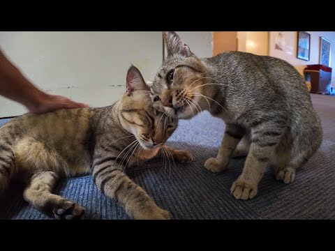 【猫ホテル】4階の大浴場前で猫発見！まるでお風呂待ちしてるみたいで可愛すぎる🐾💕(YouTube)