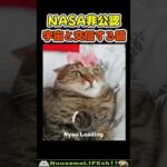 NASA非公認の宇宙猫😂 #猫 #cat(YouTube)
