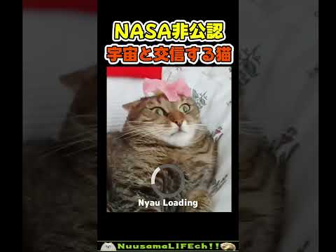 NASA非公認の宇宙猫😂 #猫 #cat(YouTube)