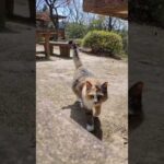 山の上の広場にあるテーブルに座ると猫が寄ってきた(YouTube)