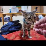 【癒し全開】ニボシをモグモグする子猫たちが可愛すぎて悶絶した…💕(YouTube)