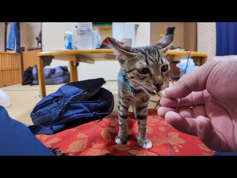 【癒し全開】ニボシをモグモグする子猫たちが可愛すぎて悶絶した…💕(YouTube)