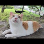 ぽっちゃり体型の茶シロ猫をモフったら前脚をフミフミして喜んでくれた(YouTube)