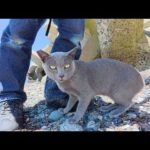 青い海へ行くと、ロシアンブルーみたいな猫が出てきてくれた(YouTube)