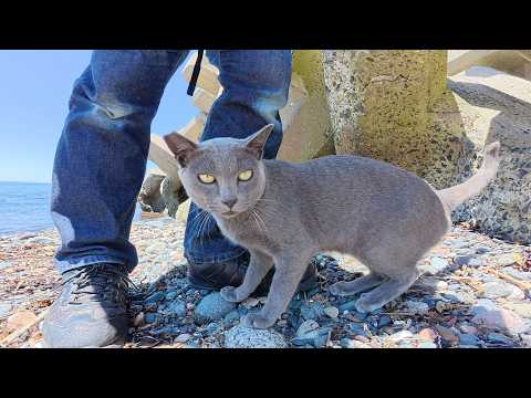 青い海へ行くと、ロシアンブルーみたいな猫が出てきてくれた(YouTube)