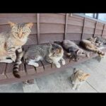 猫島に上陸すると、猫の大群が「ようこそ！」とお出迎えしてくれた(YouTube)