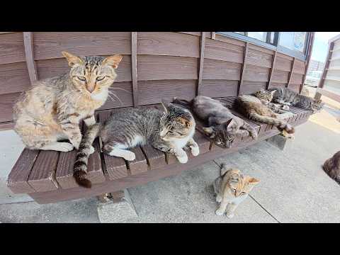 猫島に上陸すると、猫の大群が「ようこそ！」とお出迎えしてくれた(YouTube)