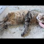 丸々した猫トリオが涼しい場所を見つけて仲良くお昼寝する(YouTube)
