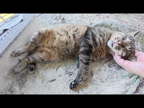 丸々した猫トリオが涼しい場所を見つけて仲良くお昼寝する(YouTube)