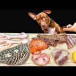 気持ちいい咀嚼音!ピットブルが骨付き肉を豪快に噛み砕くASMR(YouTube)
