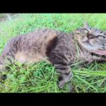 ナデナデに夢中なキジトラ猫におやつを分けてあげるサビ猫(YouTube)