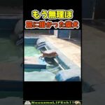 罠に掛かった柴犬の末路😂【柴犬】 #犬 #dog(YouTube)