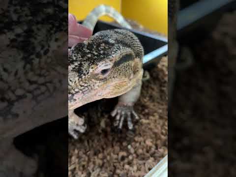 風船オオトカゲ！？？セン君の脱皮皮ぺりぺり #爬虫類のいる生活(YouTube)