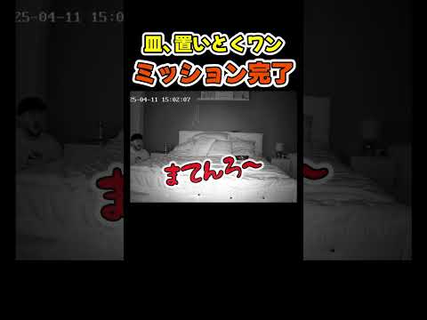 犬の起こし方にビビる飼い主w😂【腹ペコ犬】 #犬(YouTube)