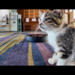 猫ホテルは連泊がオススメ!昼間は子猫対ロボット掃除機の闘いが見れるかも?!(YouTube)